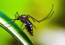 Brasil contabiliza mais de 2,4 milhões de casos de dengue
