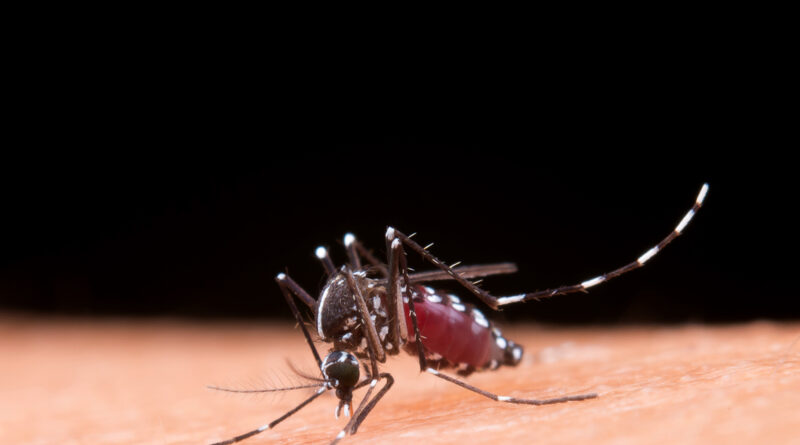 Dengue: tendência é de redução de casos no país, apontam dados do Ministério da Saúde