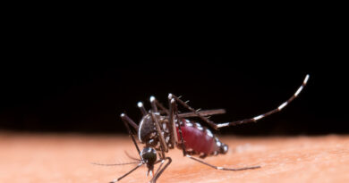 Dengue: ressurgimento do sorotipo 3 pode agravar surtos da doença no país