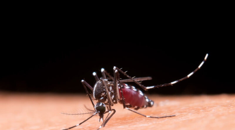 Dengue: ressurgimento do sorotipo 3 pode agravar surtos da doença no país